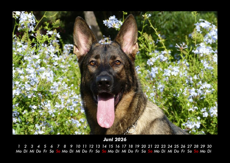 Hundezauber Fotokalender 2026 - 6