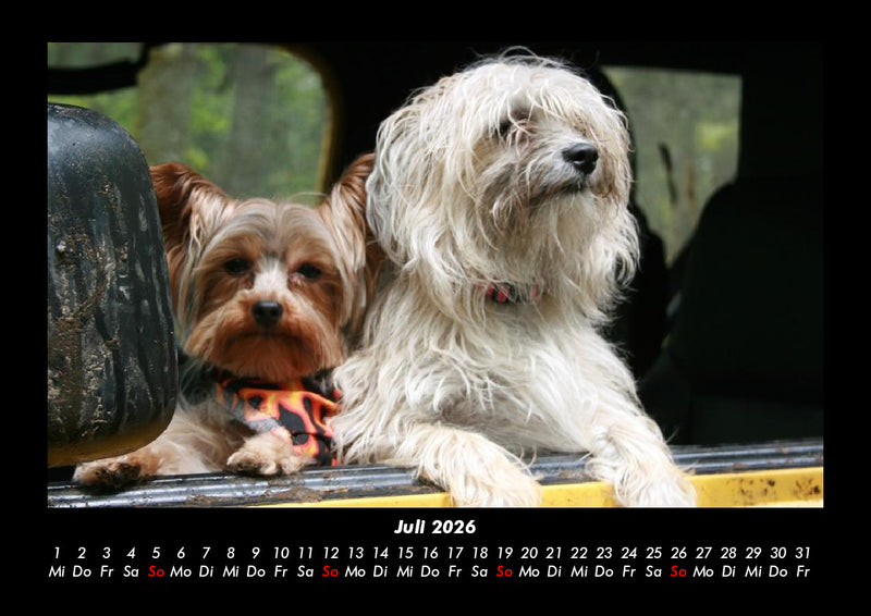 Hundezauber Fotokalender 2026 - 7