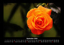 Rosentraum Fotokalender 2026 - 9