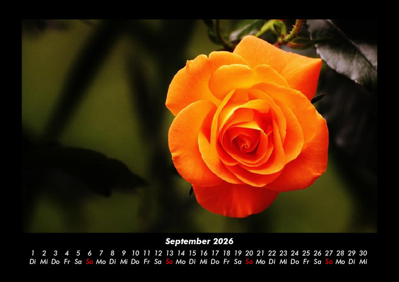 Rosentraum Fotokalender 2026 - 9