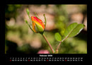 Rosentraum Fotokalender 2026 - 2