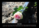 Rosentraum Fotokalender 2026 - 4
