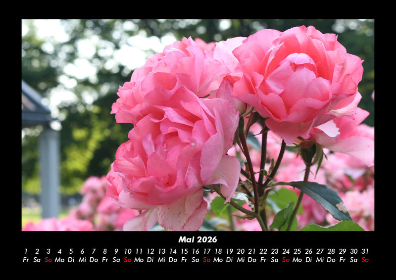 Rosentraum Fotokalender 2026 - 5