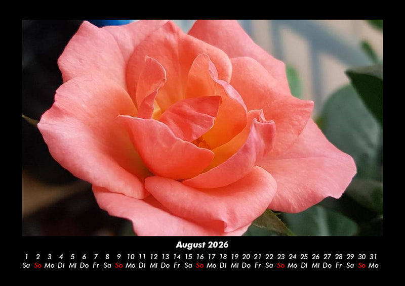 Rosentraum Fotokalender 2026 - 8