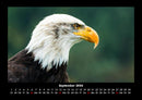Adler Fotokalender 2026 - 9