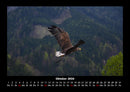 Adler Fotokalender 2026 - 10