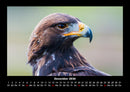 Adler Fotokalender 2026 - 12