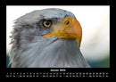 Adler Fotokalender 2026 - 1