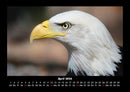 Adler Fotokalender 2026 - 4
