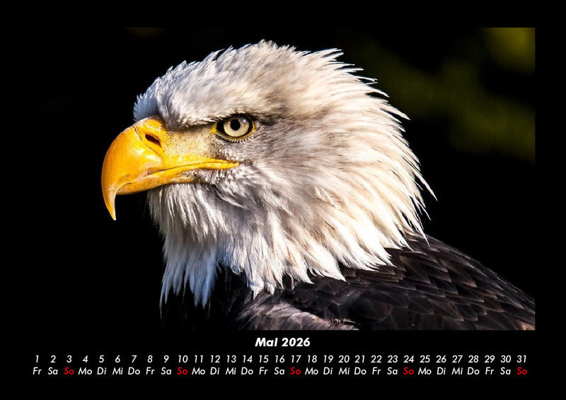 Adler Fotokalender 2026 - 5