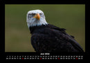 Adler Fotokalender 2026 - 6