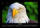 Adler Fotokalender 2026 - 7