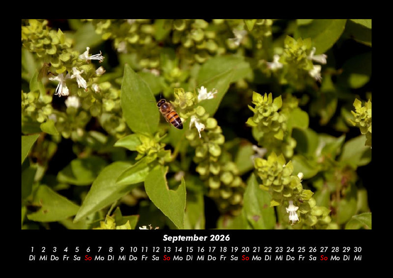 Bienen Fotokalender 2026 - 9