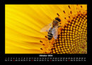 Bienen Fotokalender 2026 - 10