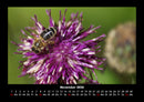 Bienen Fotokalender 2026 - 11