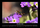 Bienen Fotokalender 2026 - 12