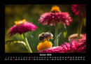 Bienen Fotokalender 2026 - 1