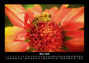 Bienen Fotokalender 2026 - 3