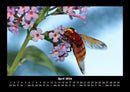 Bienen Fotokalender 2026 - 4