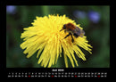 Bienen Fotokalender 2026 - 6