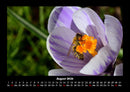 Bienen Fotokalender 2026 - 8