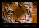 Tiger Fotokalender 2026 - 9