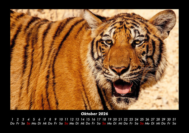 Tiger Fotokalender 2026 - 10