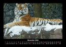 Tiger Fotokalender 2026 - 11