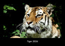 Tiger Fotokalender 2026 - Hauptbild