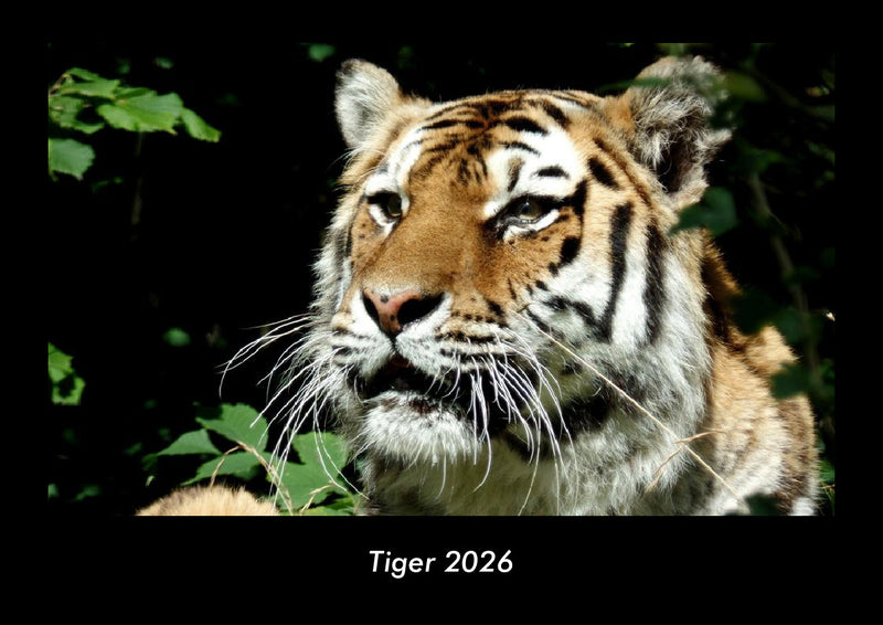 Tiger Fotokalender 2026 - Hauptbild