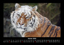 Tiger Fotokalender 2026 - 1