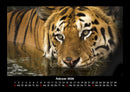 Tiger Fotokalender 2026 - 2