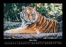 Tiger Fotokalender 2026 - 3