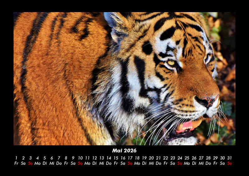 Tiger Fotokalender 2026 - 5