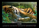 Tiger Fotokalender 2026 - 6