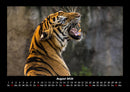 Tiger Fotokalender 2026 - 8