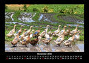 Enten Fotokalender 2026 - 11