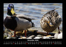 Enten Fotokalender 2026 - 12