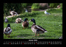 Enten Fotokalender 2026 - 1