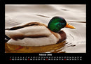 Enten Fotokalender 2026 - 2