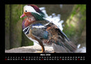 Enten Fotokalender 2026 - 3