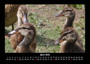 Enten Fotokalender 2026 - 4