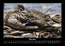 Enten Fotokalender 2026 - 5