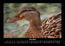Enten Fotokalender 2026 - 6