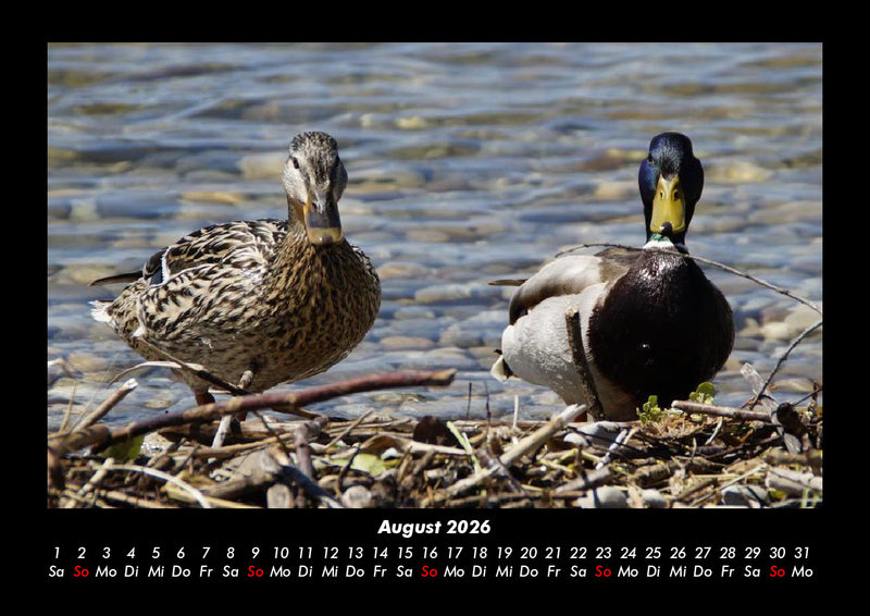 Enten Fotokalender 2026 - 8