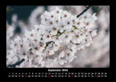 Blumenkalender Fotokalender 2026 - 9