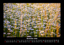 Blumenkalender Fotokalender 2026 - 11