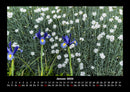 Blumenkalender Fotokalender 2026 - 1