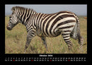 Zebrazauber Fotokalender 2026 - 10