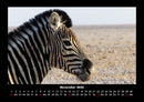Zebrazauber Fotokalender 2026 - 11